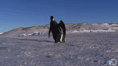penguin_falling